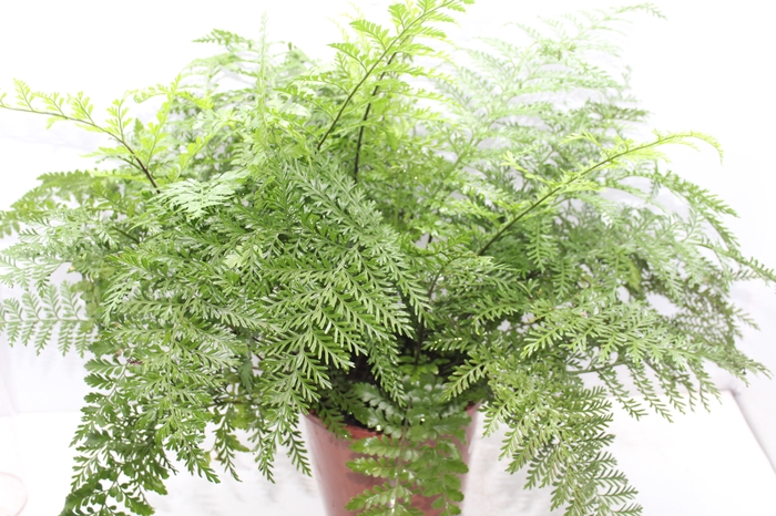 <h4>ASPLENIUM PARVATI P24</h4>