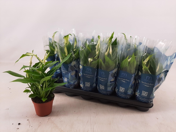 <h4>SPATH CHOPIN</h4>