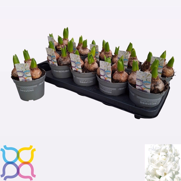 <h4>HYACIN WHITE PEARL</h4>