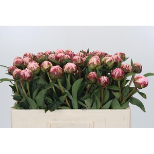 Paeonia Sarah Bernhardt