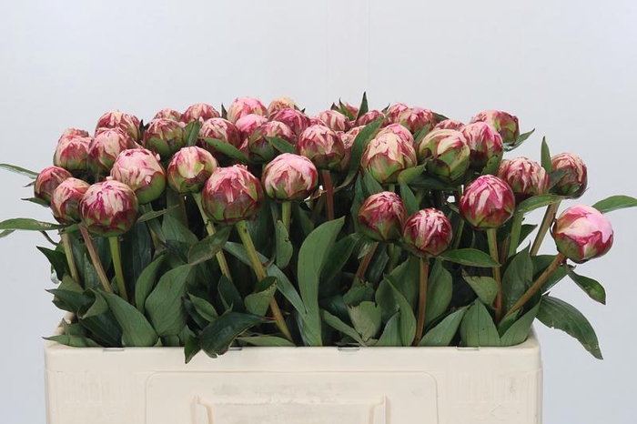 <h4>Paeonia Sarah Bernhardt</h4>
