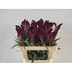 LYSIM ATROPURPUREA