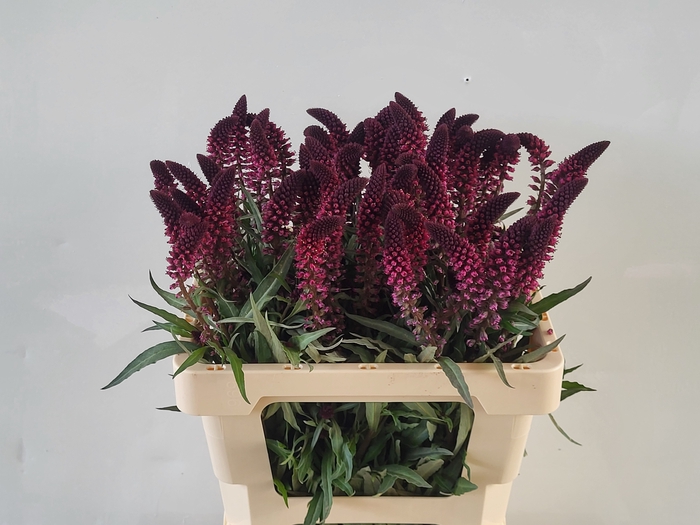 <h4>LYSIM ATROPURPUREA</h4>