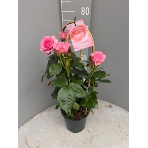 ROSA FL FUSION SELEC