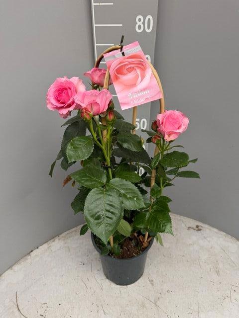 <h4>ROSA FL FUSION SELEC</h4>