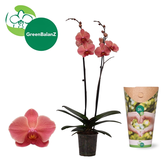 <h4>Phalaenopsis  'Ant Narbonne'</h4>