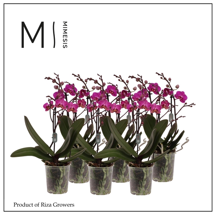 <h4>Phalaenopsis Multi Purple 2 spike - 12cm | Mimesis</h4>