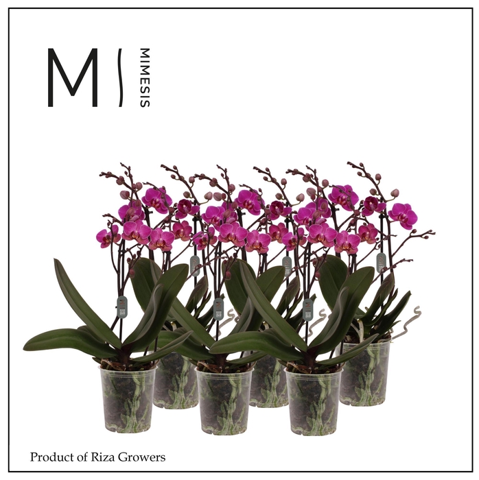 <h4>Phalaenopsis Multi Purple 2 spike - 12cm | Mimesis</h4>