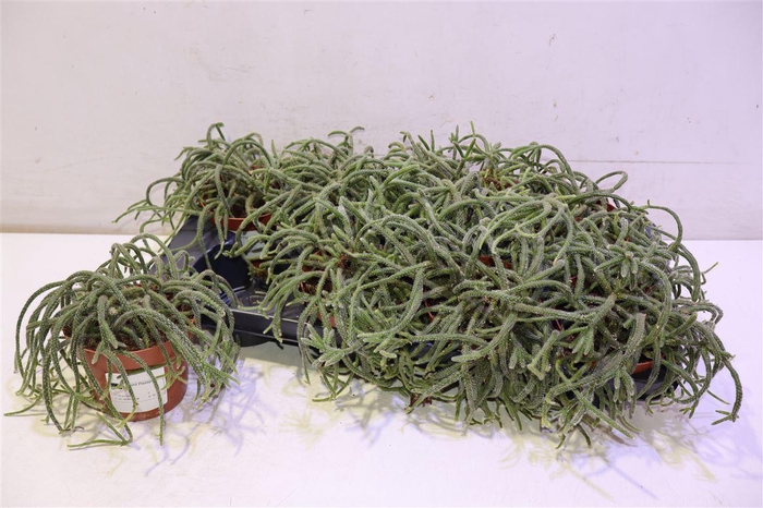 <h4>Rhipsalis Baccifera</h4>
