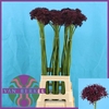 Allium Atropurpureum