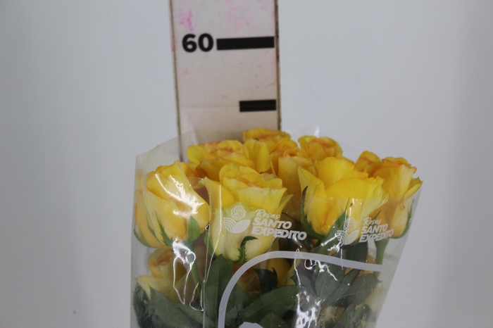 <h4>ROSA DEJA VU 050 CM ESTUFA</h4>