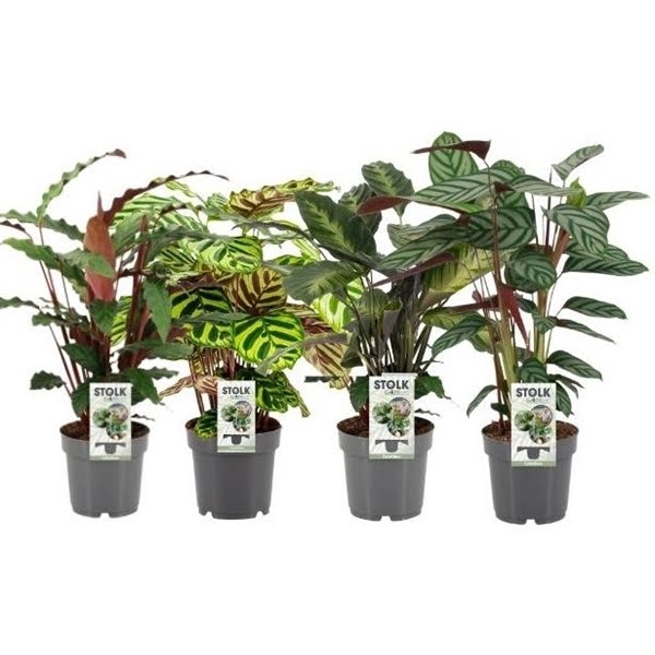 <h4>Calathea 3 soorten mix</h4>