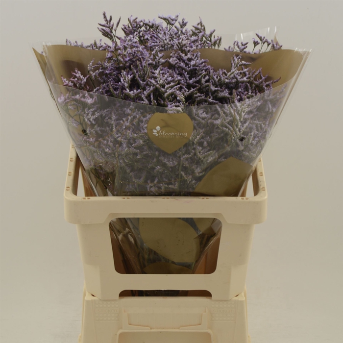 <h4>Limonium Safora Dark Blue</h4>