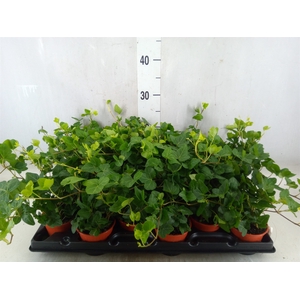 Hedera helix