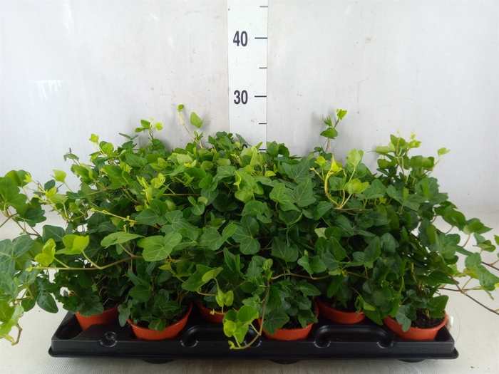 <h4>Hedera helix</h4>