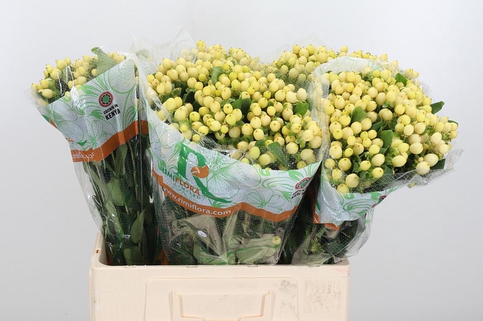 <h4>Hyp Mag Royal Cream</h4>