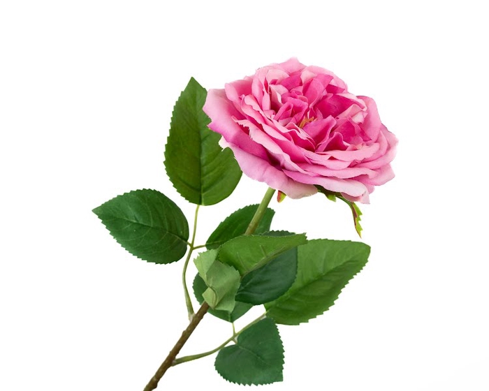 <h4>Rosa Wedding Pink</h4>