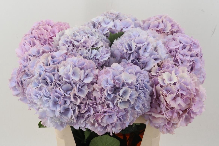 <h4>Hydr M My Primavera</h4>