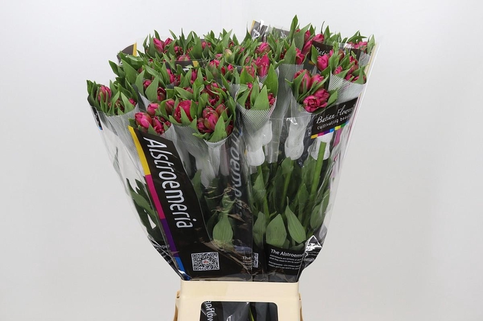 <h4>Alstroemeria Rome</h4>