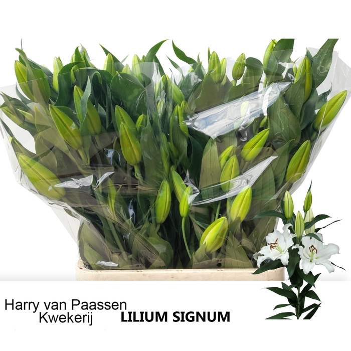 <h4>LI OR SIGNUM</h4>