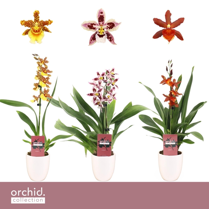 <h4>Cambria, Mix 1-spike in Lotte White 'Orchid Collection'</h4>