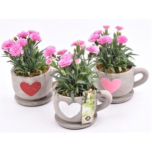 Cement kop/schotel met hart 13cm