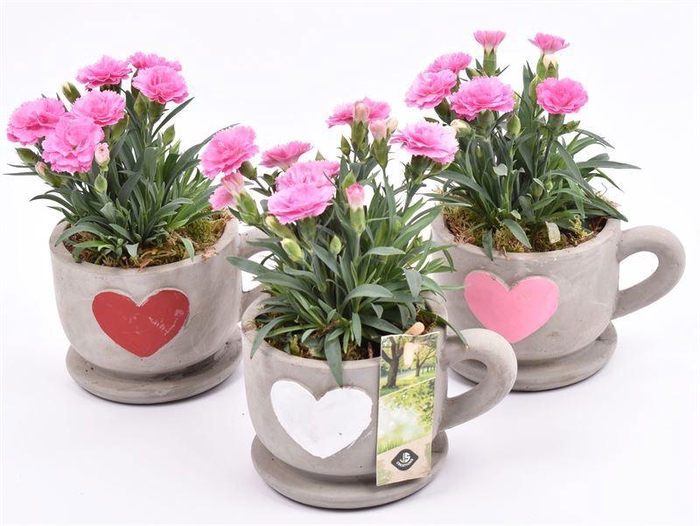 <h4>Cement kop/schotel met hart 13cm</h4>