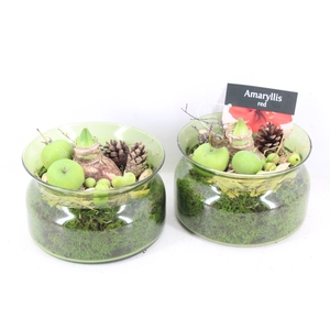 arr4 Amaryllis PL - Glas bose green x6