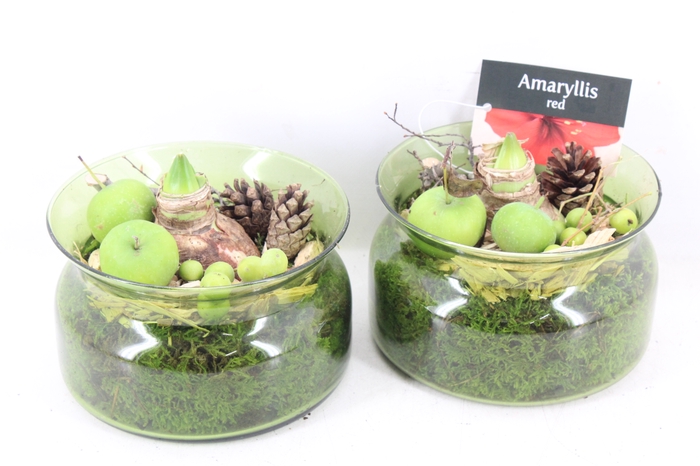 <h4>arr4 Amaryllis PL - Glas bose green x6</h4>