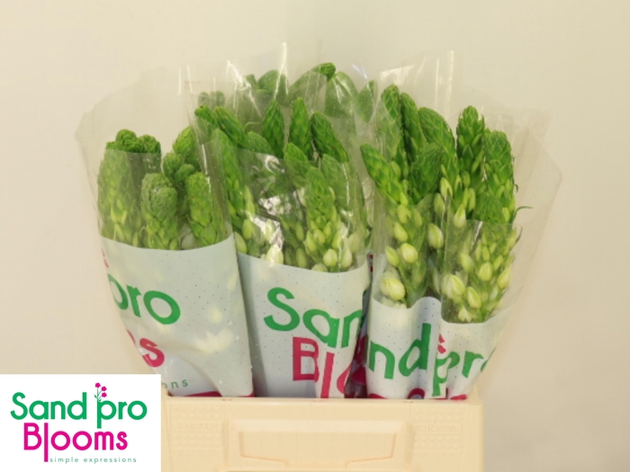 <h4>ORNIT THY MILKY WAY</h4>