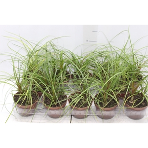 BEAUCARNEA RECURVATA P11