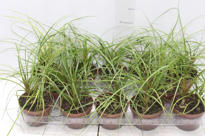<h4>BEAUCARNEA RECURVATA P11</h4>