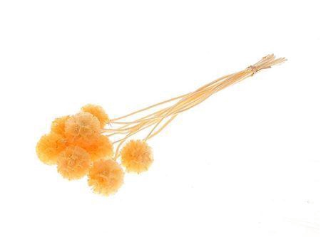 <h4>Pres Scabiosa 10pc Orange Bunch Slv</h4>