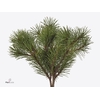 Pinus Mugo 400 Gram