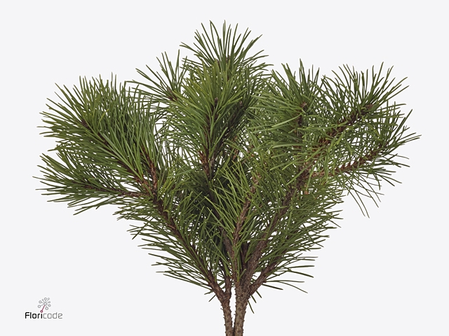 Pinus Mugo 400 Gram