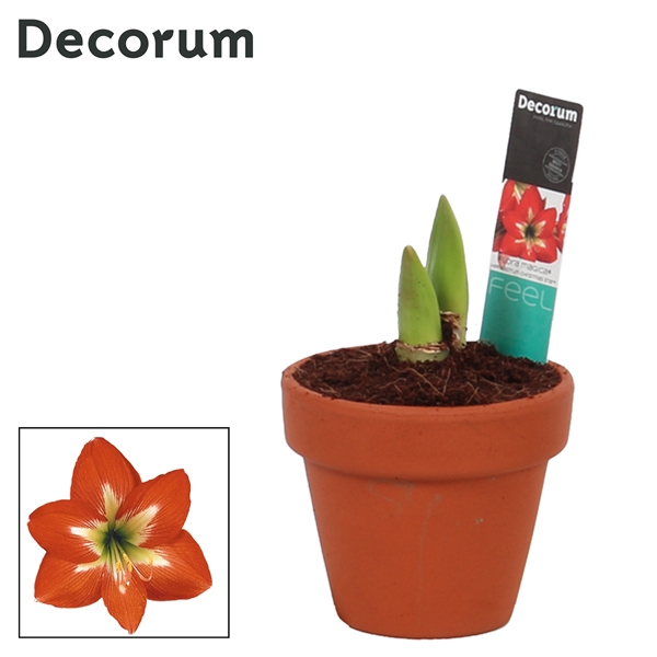 <h4>Hippeastrum Kolibri Christmas Star 2 Knop Terracotta IN (Decorum</h4>