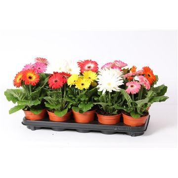 <h4>Gerbera 2+ bl gemengd 12cm excellent</h4>
