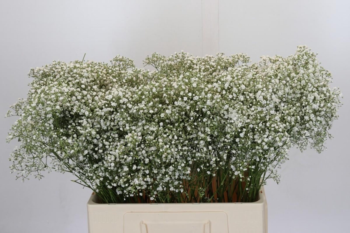 <h4>Gyps Zinzi Tyree</h4>