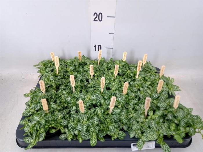 <h4>Fittonia verschaf.</h4>