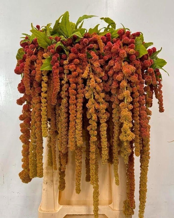 <h4>Amaranthus coral fountain</h4>