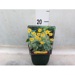 Heliopsis