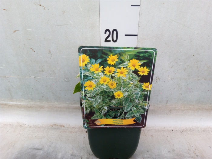 <h4>Heliopsis</h4>