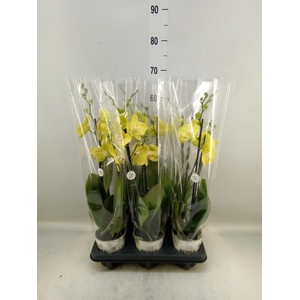 Phalaenopsis  'Ant Savona'