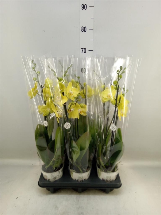 <h4>Phalaenopsis  'Ant Savona'</h4>