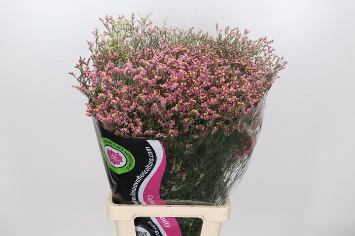 Limonium Diamond Red