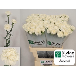 Dianthus ST 'Everest'