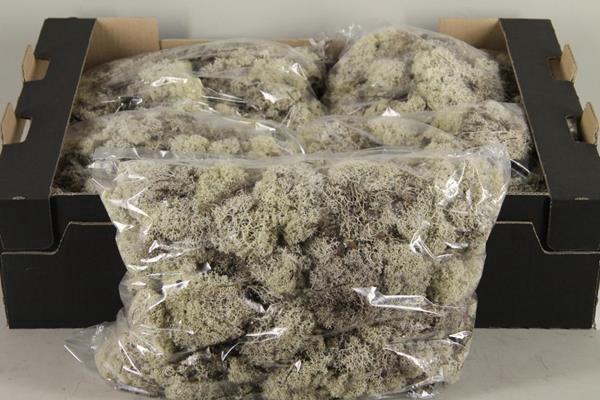 <h4>Moss Icelandic 500gr Natural</h4>