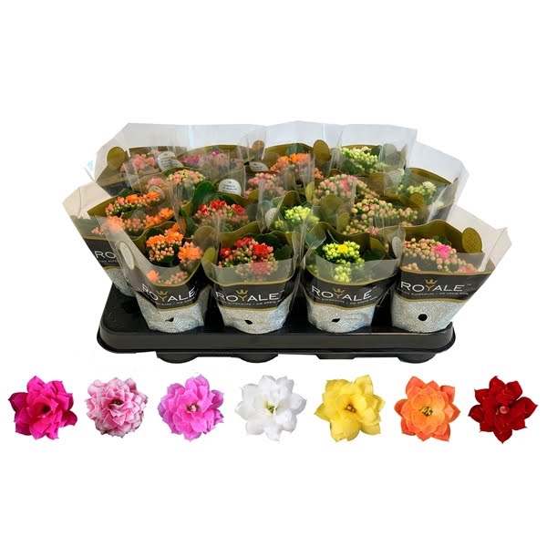 <h4>Kalanchoe Rosalina 07cm mix, Royale</h4>