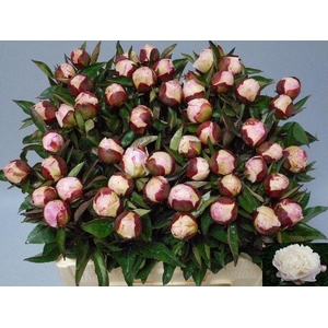 PAEO L GARDENIA