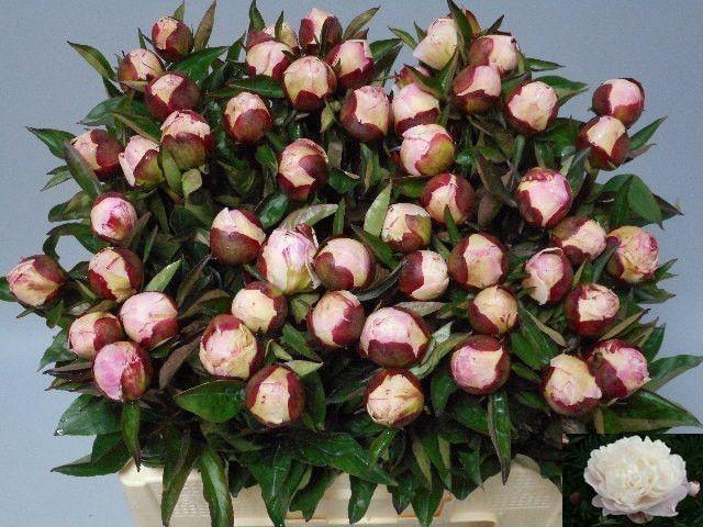 <h4>PAEO L GARDENIA</h4>